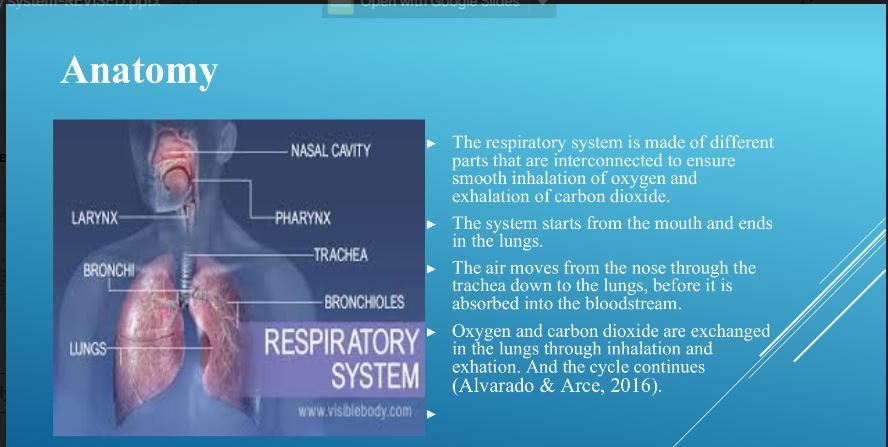 Respiratory system Presentation